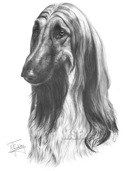 Afghan Hound - Print only