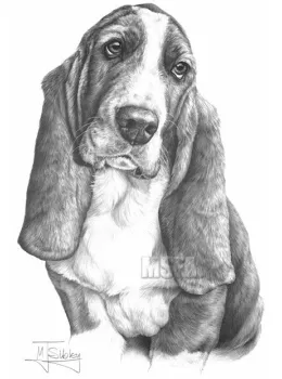 Basset Hound - Print only