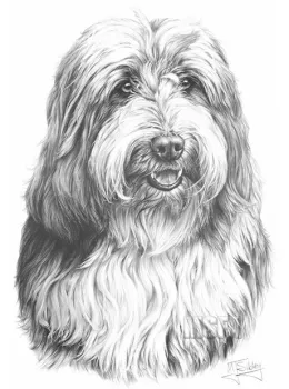 Bearded Collie - Print only