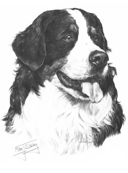 Bernese Mountain Dog - Print only