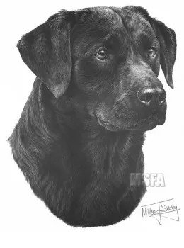 Black Labrador - Print only