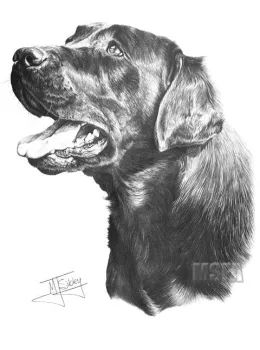 Black Labrador (Side View) - Print only
