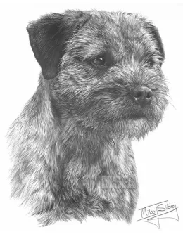 Border Terrier - Print only