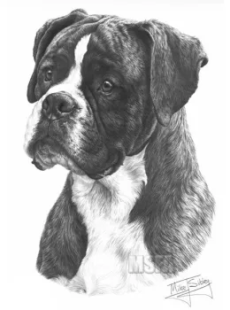 Boxer - Print only
