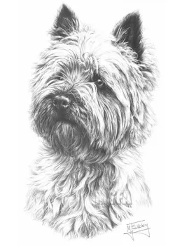 Cairn Terrier - Print only
