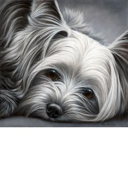 Dog Tired Series - Yorkshire Terrier - Original - Box Canvas