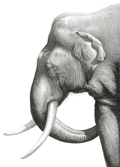 Old Tusker & Drawn To The Soul Old Tusker & Drawn To The Soul