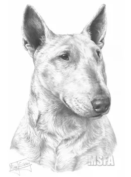 English Bull Terrier - Print only