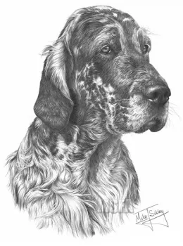 English Setter - Print only