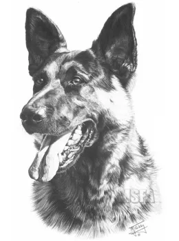 German Shepherd Dog A - Print only