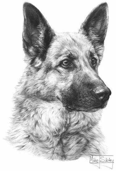 German Shepherd Dog
