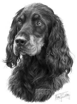 Gordon Setter - Print only