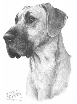 Great Dane - Print only