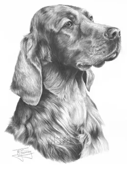 Irish Setter - Print only