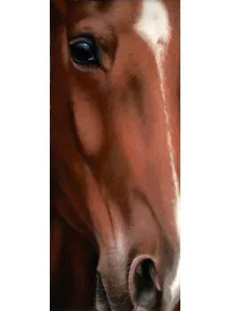 Larger Than Life - Horse - Box Canvas