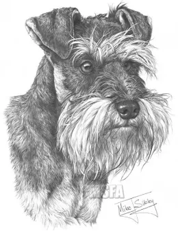 Miniature Schnauzer - Print only