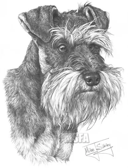 Miniature Schnauzer - Print only