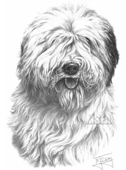 Old English Sheepdog - Print only