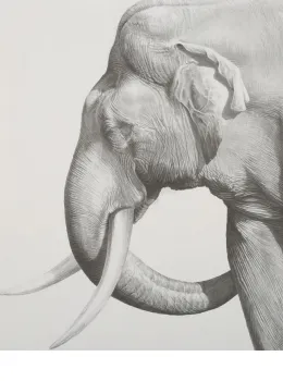 Old Tusker - Print