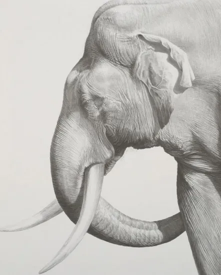Old Tusker & Drawn To The Soul Old Tusker & Drawn To The Soul