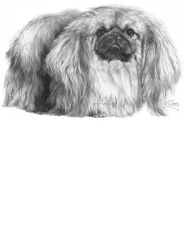 Pekingese - Print only