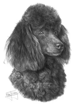 Poodle (Miniature) - Print only