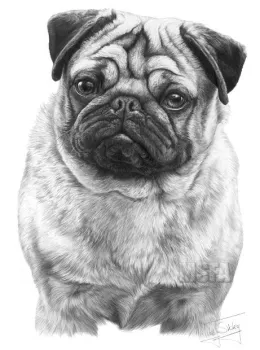 Pug - Print only