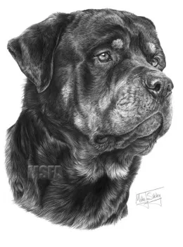 Rottweiler - Print only