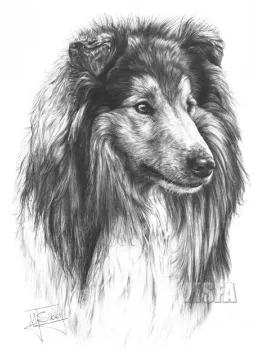Rough Collie - Print only