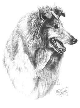 Rough Collie (Side View) - Print only