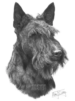 Scottish Terrier - Print only