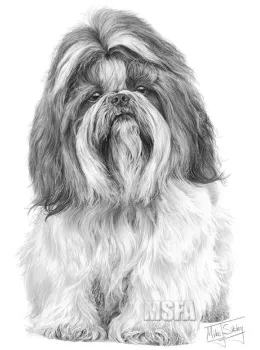 Shih Tzu - Print only