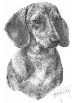 Smooth Haired Dachshund - Print only