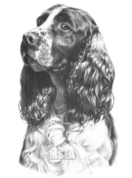 Springer Spaniel - Print only