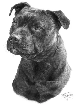 Staffordshire Bull Terrier - Print only