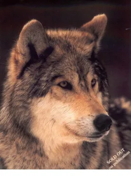Study Of A Grey Wolf - Print