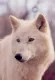 Study Of A White Wolf - Print