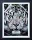 The Silent Warrior - Canvas - Limited Edition - Black Framed