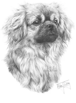 Tibetan Spaniel - Print only