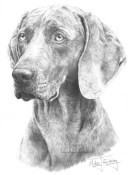 Weimaraner - Print only