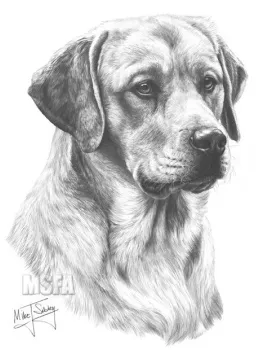 Yellow Labrador - Print only