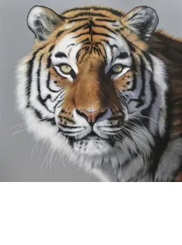 Amur Tiger - Limited Edition - Box Canvas