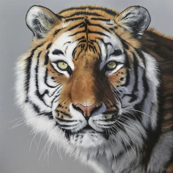 Amur Tiger Amur Tiger