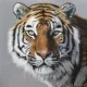 Amur Tiger - Limited Edition - Box Canvas