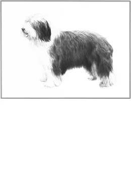 Bearded Collie (Limited Edition) - Print