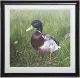 Big Handsome Charlie - Framed