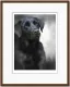 Black Labrador (40th Anniversary Image) - Dark Wood Framed