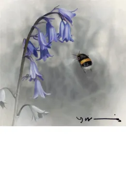 Bluebell - Buff Tail Bee - Original - Framed