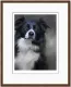 Border Collie (40th Anniversary Image) - Dark Wood Framed