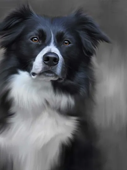 Border Collie (40th Anniversary Image) Border Collie (40th Anniversary Image)